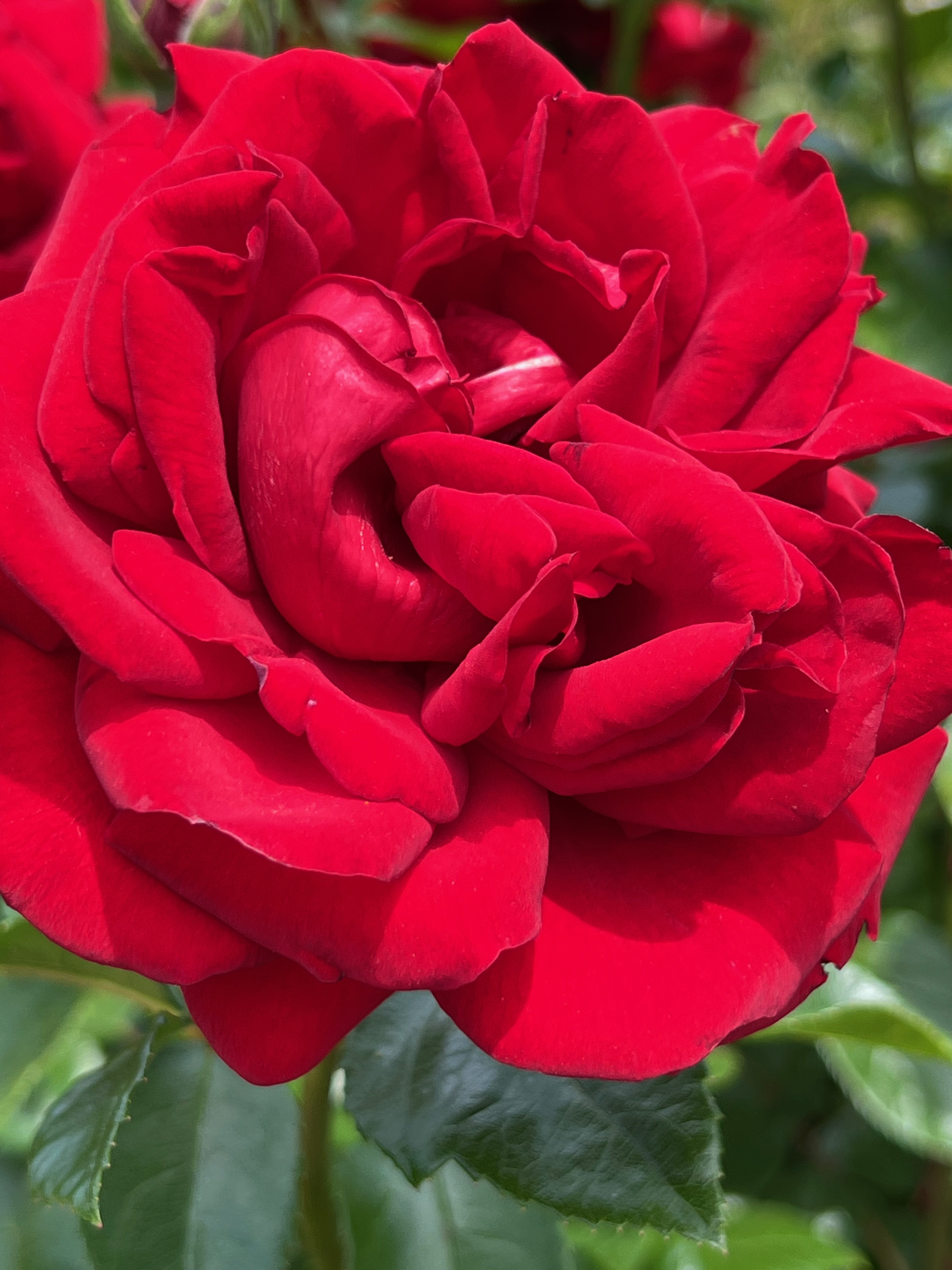 Archbishop Desmond Tutu, Floribunda Kordes, 2000