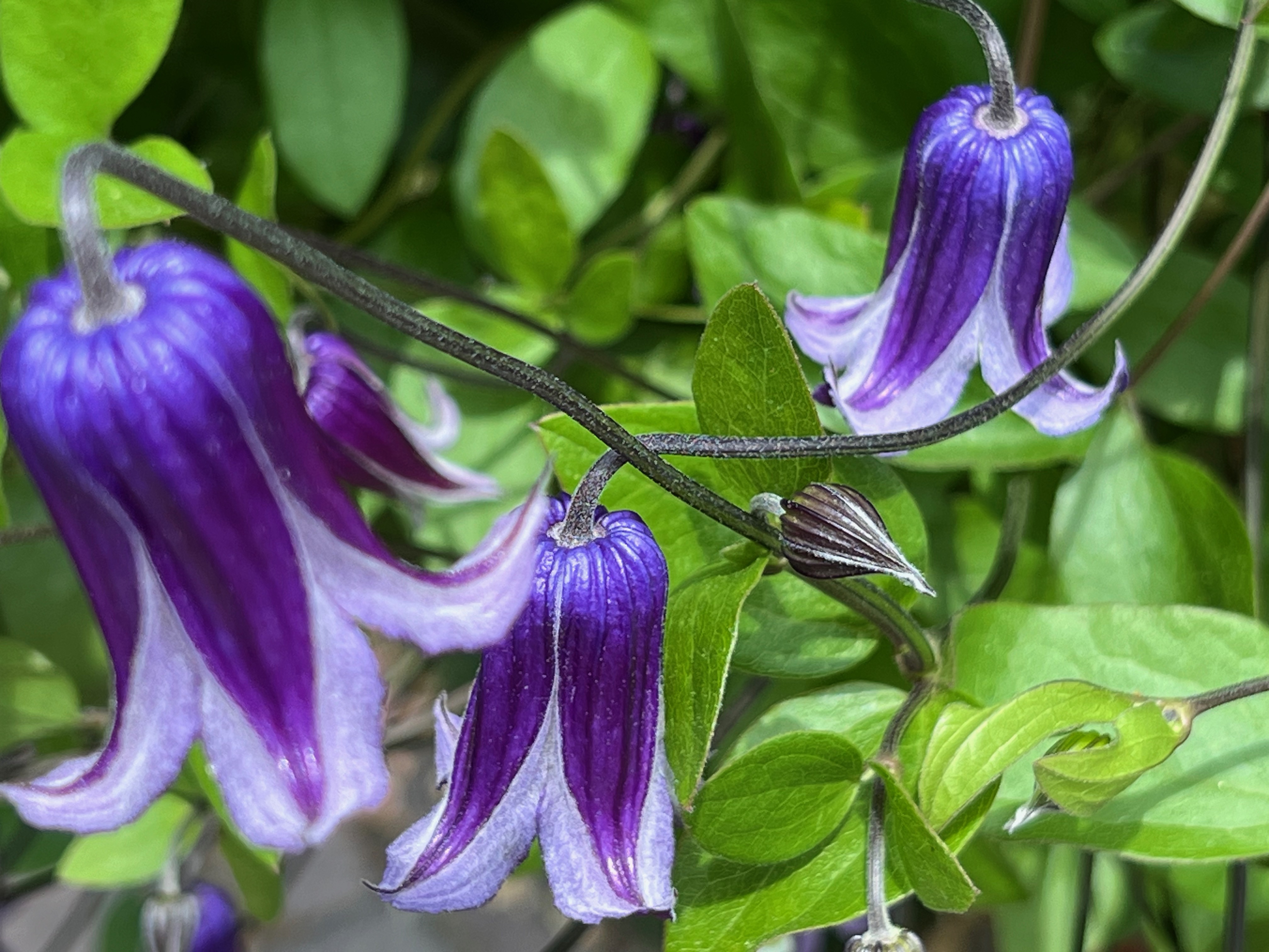 Clematis Sea Breeze, Garden Origin