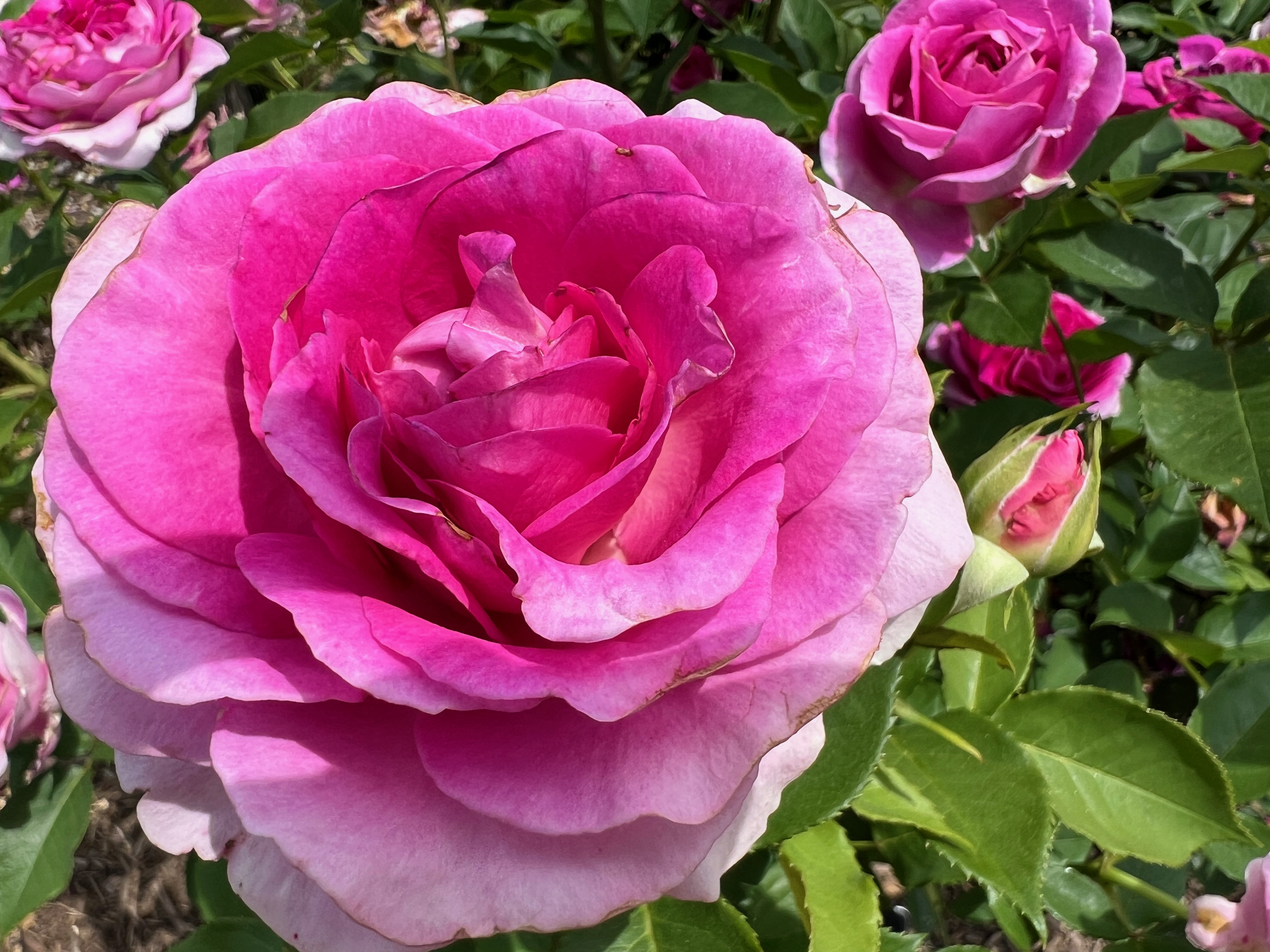 Raspberry Cupcake, Hybrid Tea, Kordes 2008