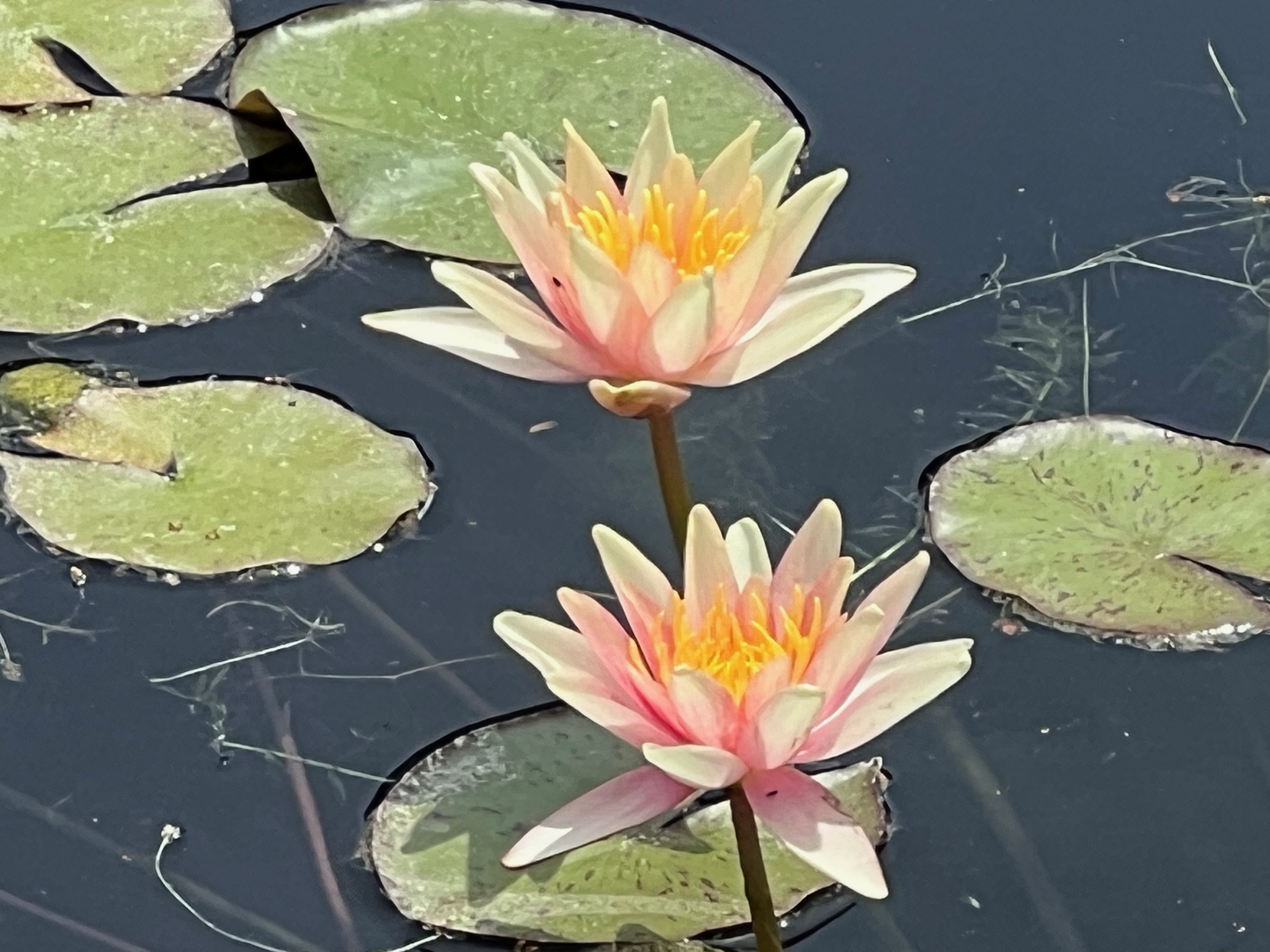 Gold Medal, Hardy Water-Lily, Slocum 1991, USA