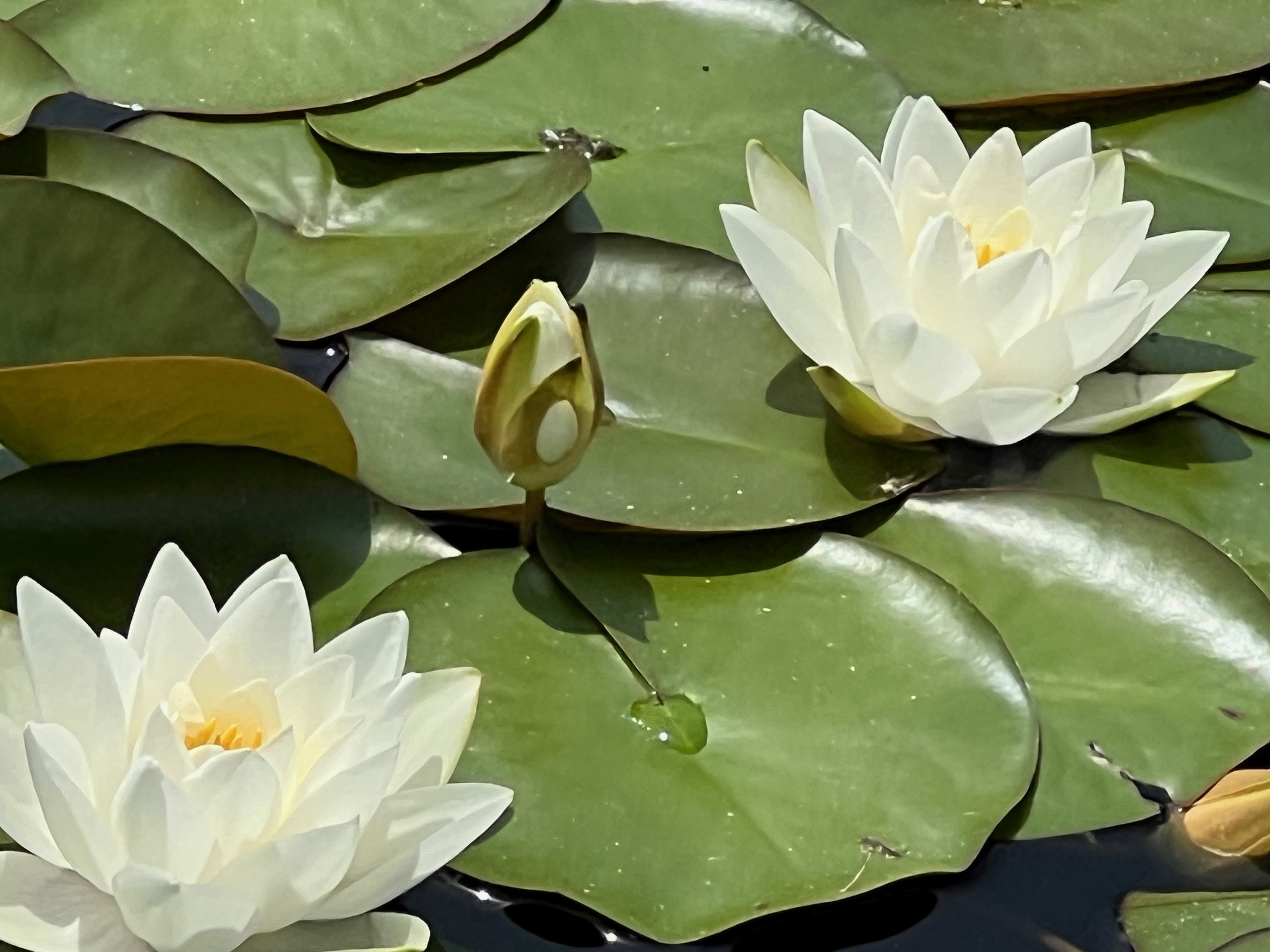 Virginalis, Hardy Water-Lily, Latour-Marliac c. 1908, France