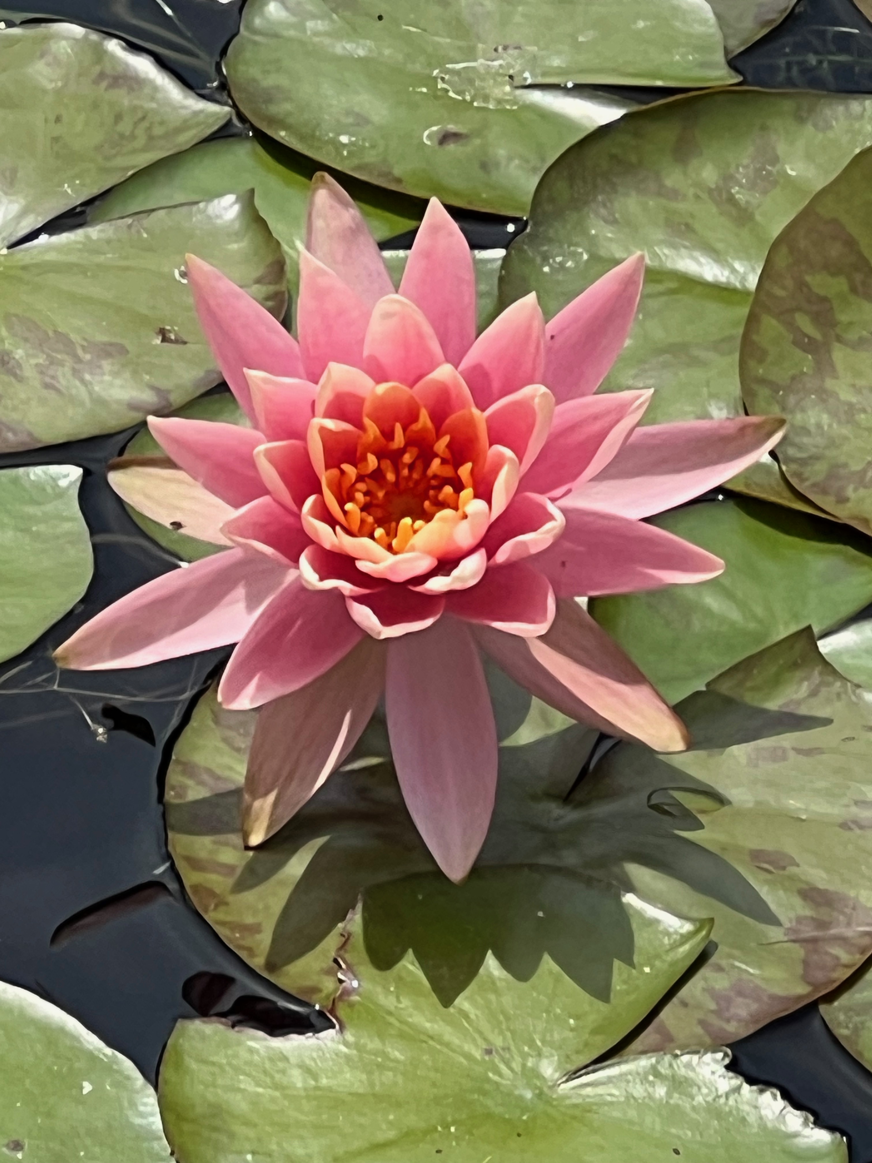 Colorado, Hardy Water-Lily, Strawn 1994, USA