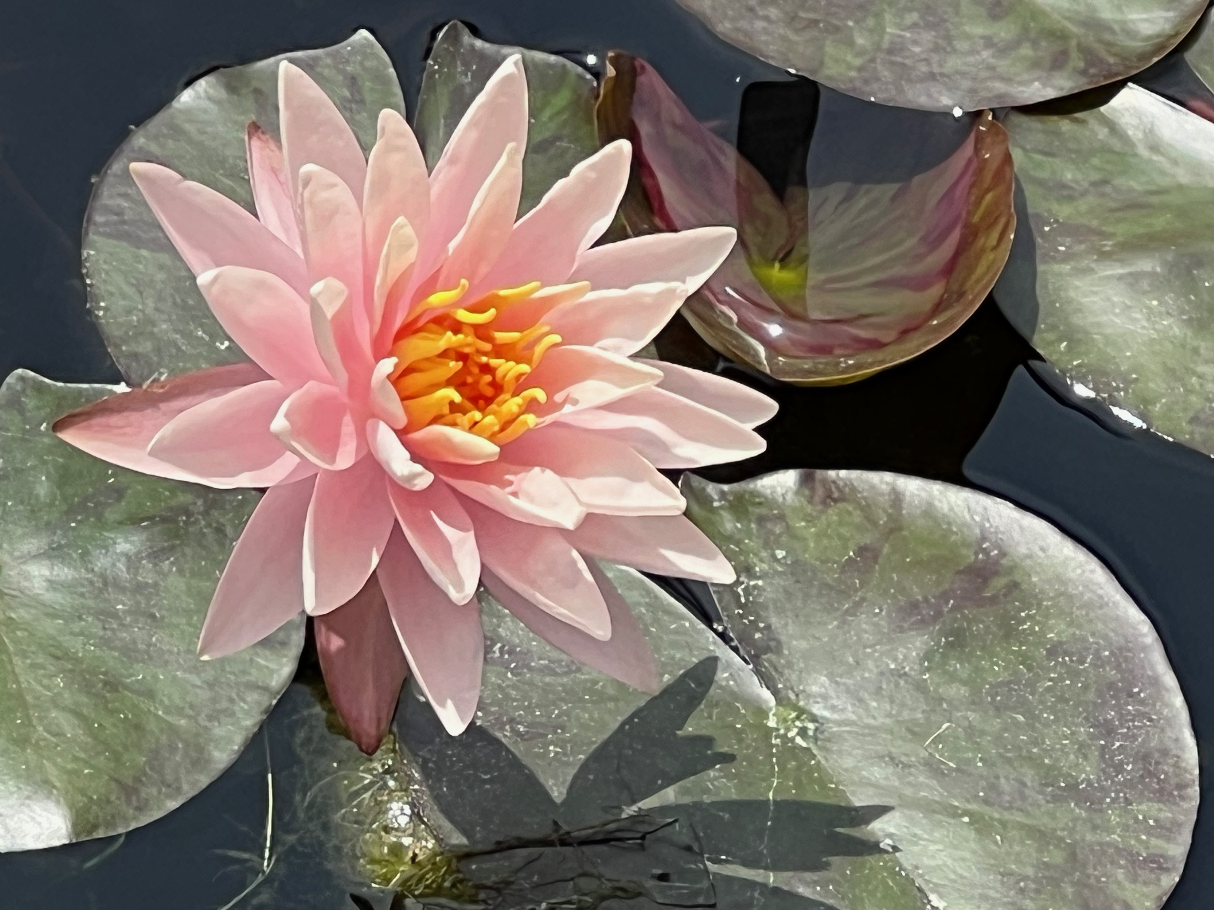 Starbright, Hardy Water-Lily, Strawn 1997, USA