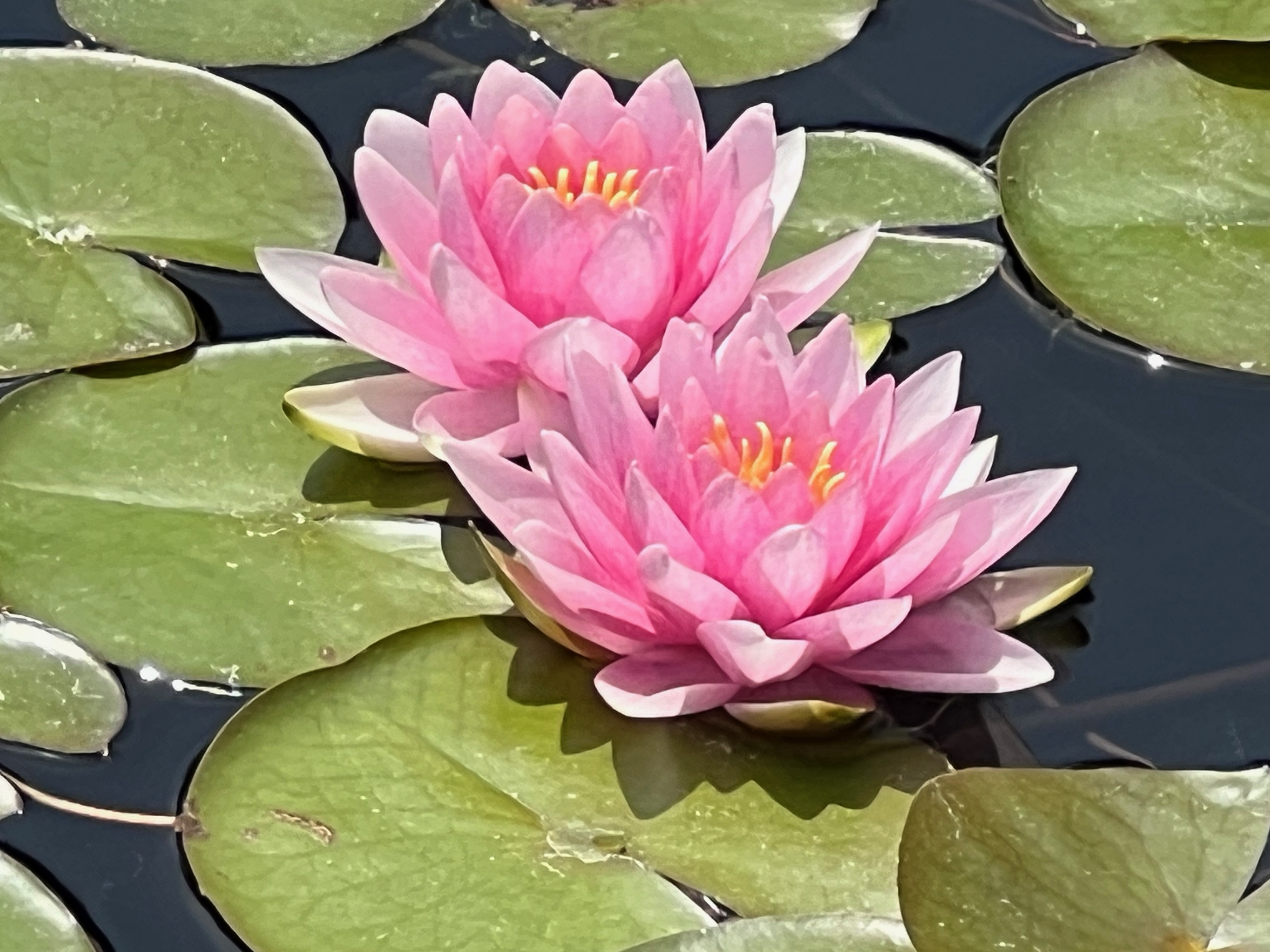 Hollandia, Hardy Water-Lily, van der Velde pre-1966, Netherlands