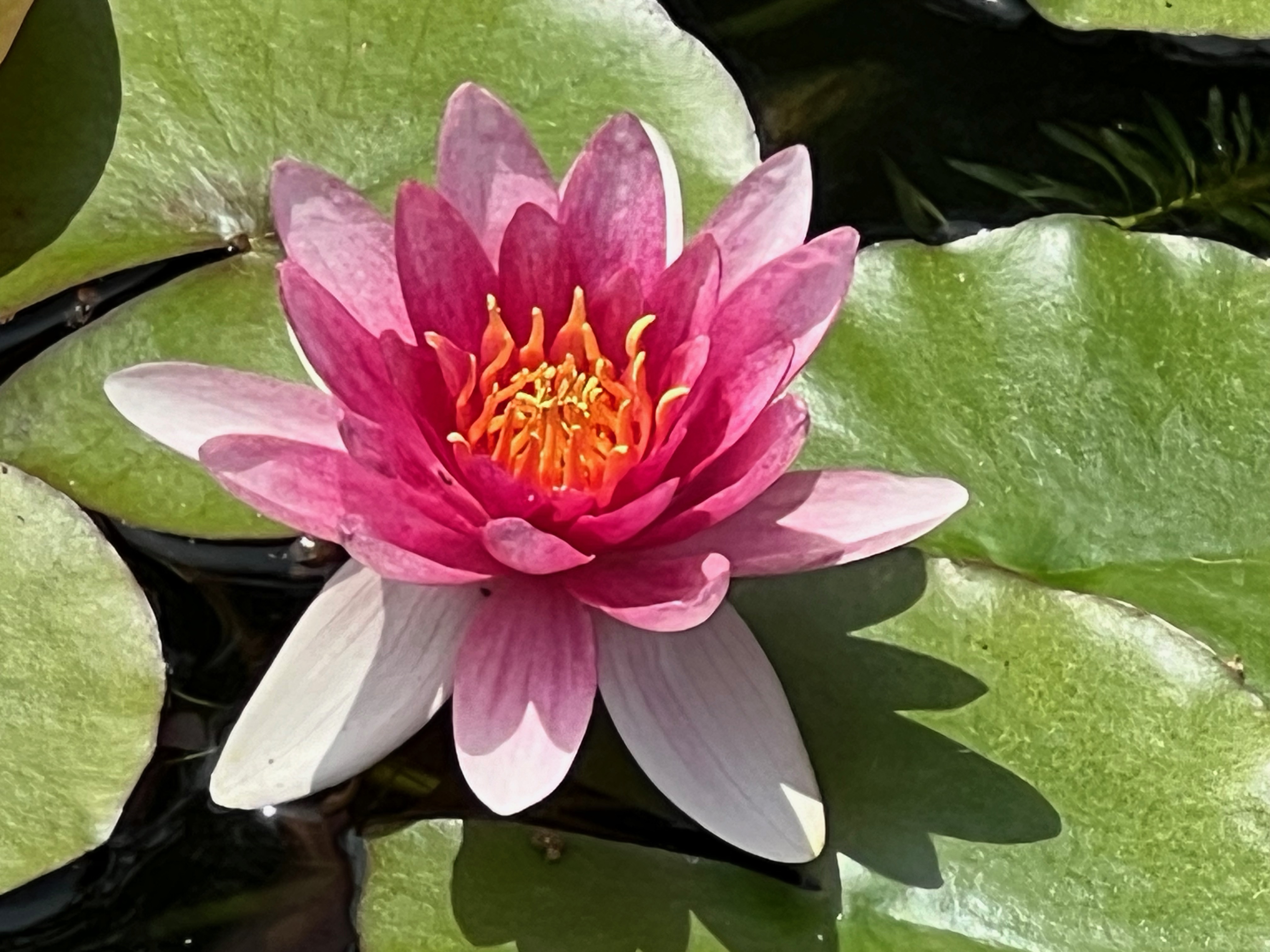 Attraction, Hardy Water-Lily, Latour-Marliac 1910, France