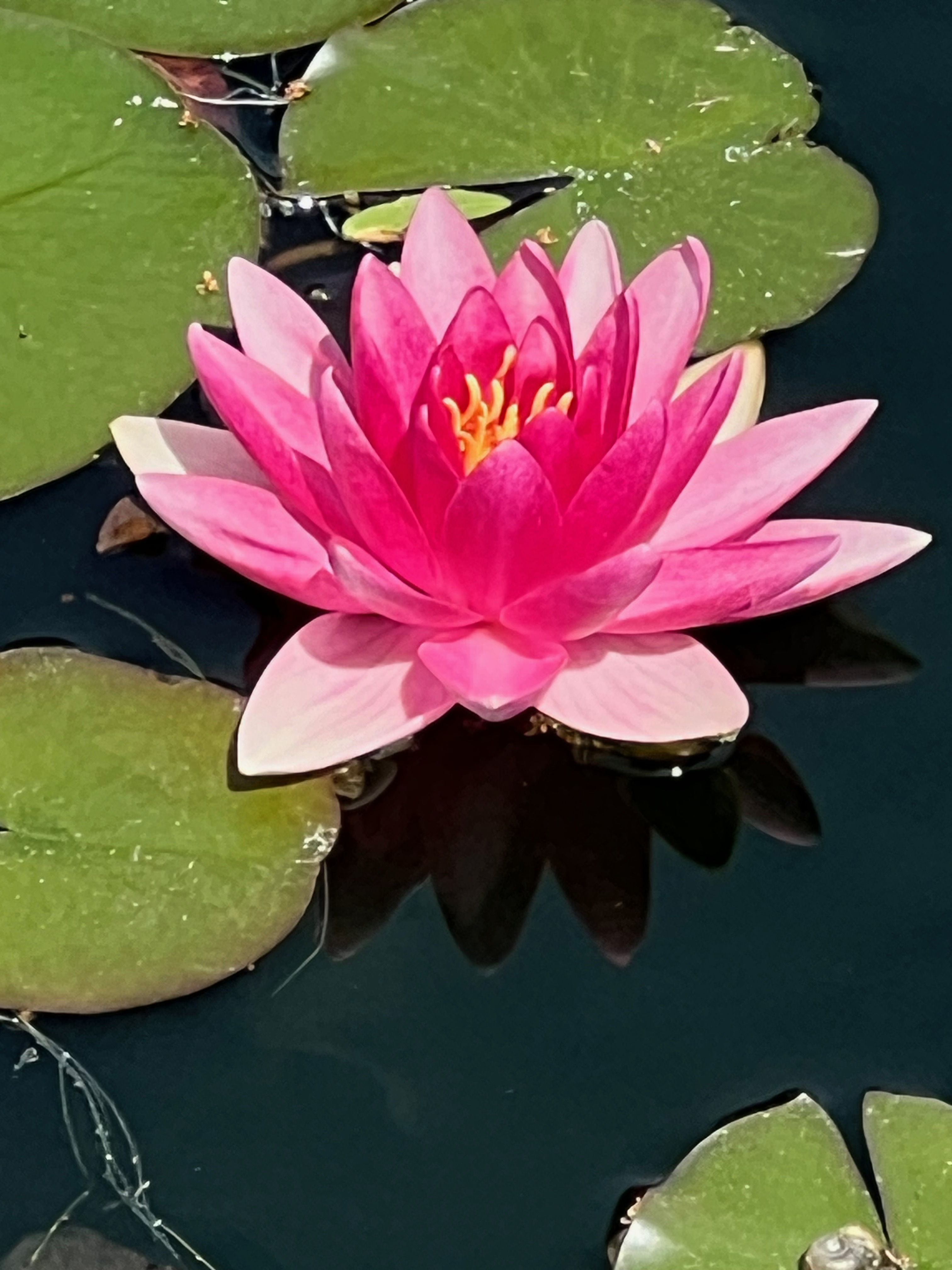 Escarboucle, Hardy Water-Lily, Latour-Marliac 1909, France