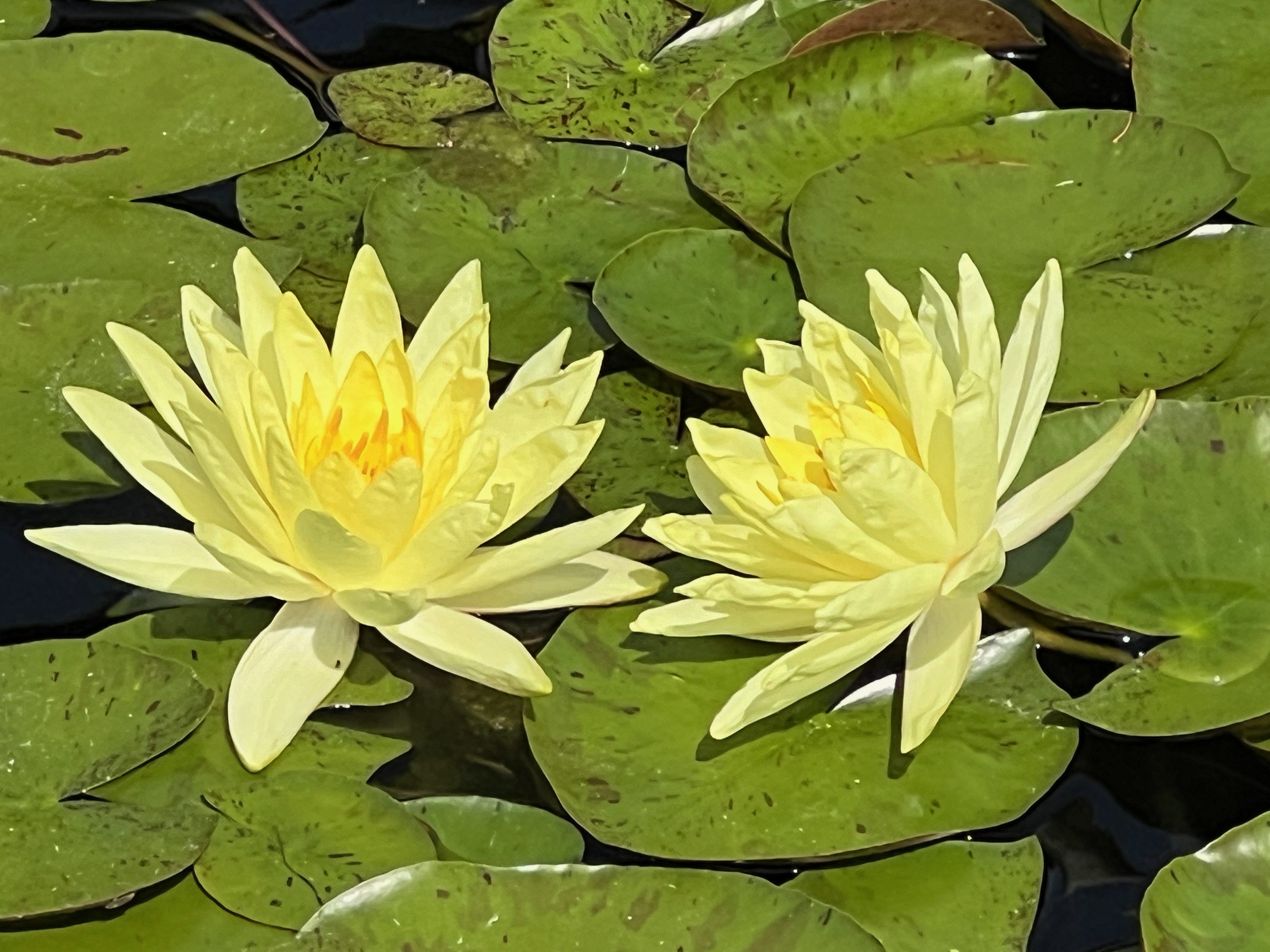 Joey Tomocik, Hardy Water-Lily, Strawn 1993, USA