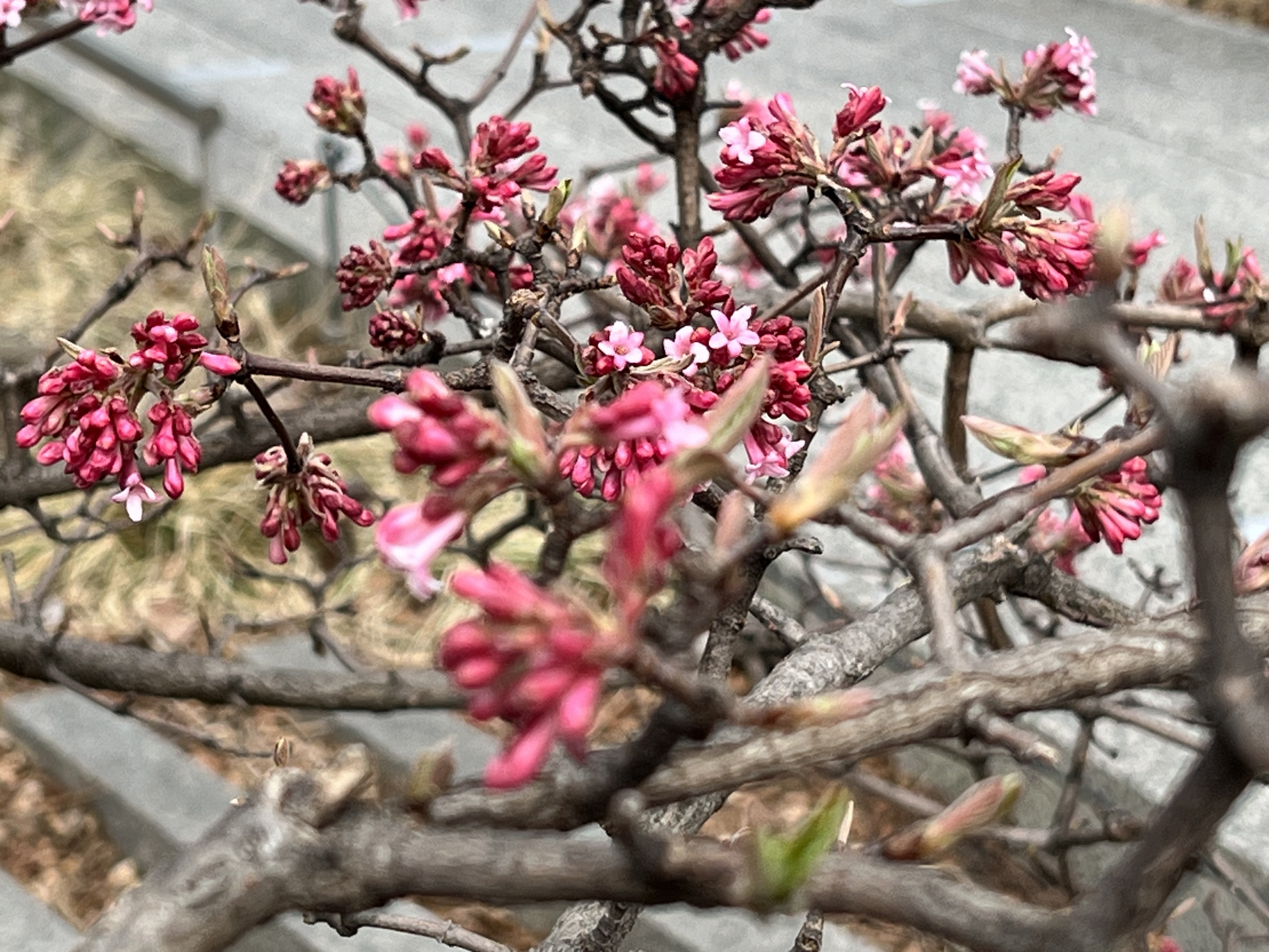 Viburnum (?), The High Line, Greenwich Village, NYC, March 12, 2025
