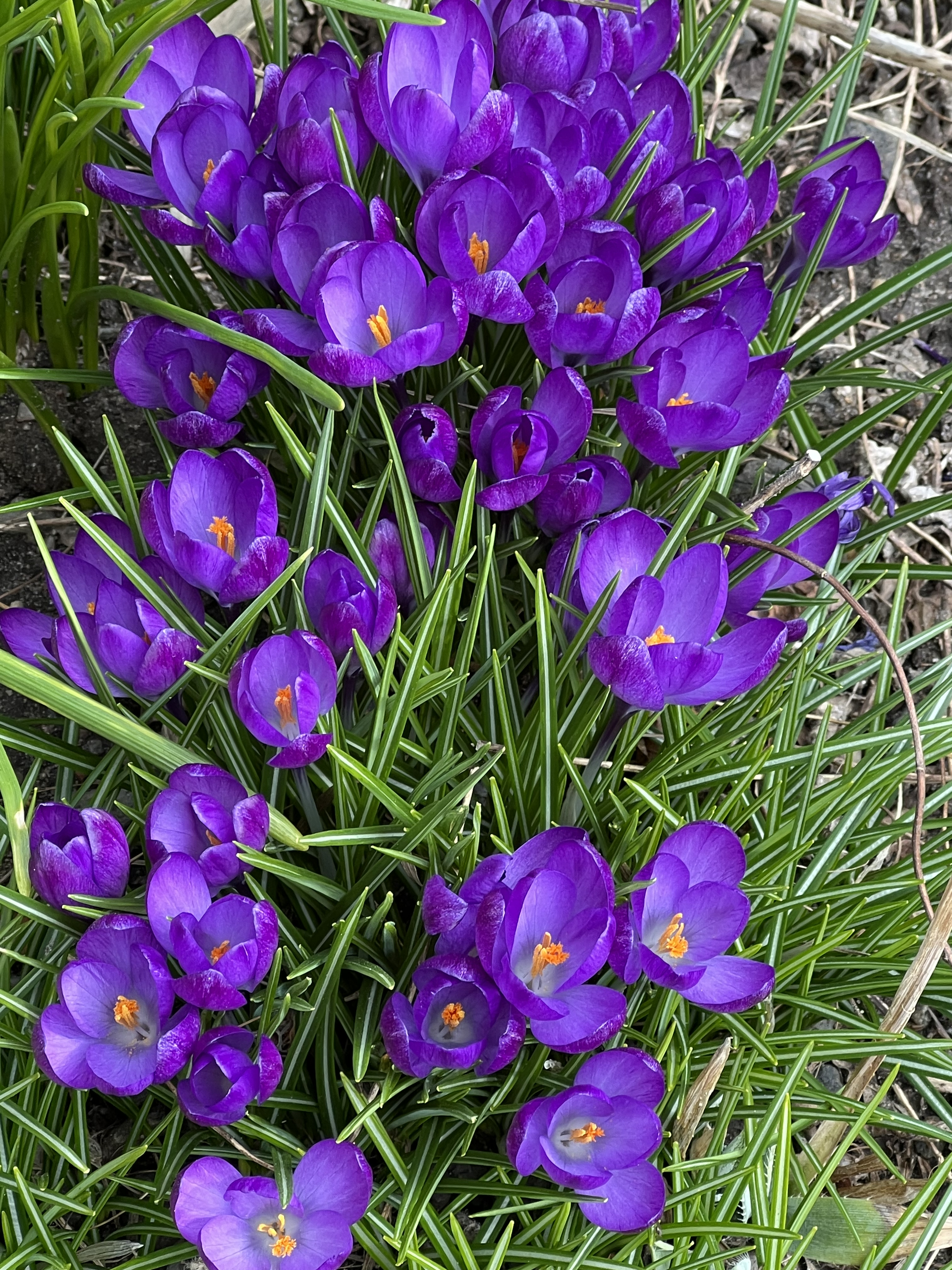 Crocuses, The High Line, Chelsea, NYC, March 12, 2025