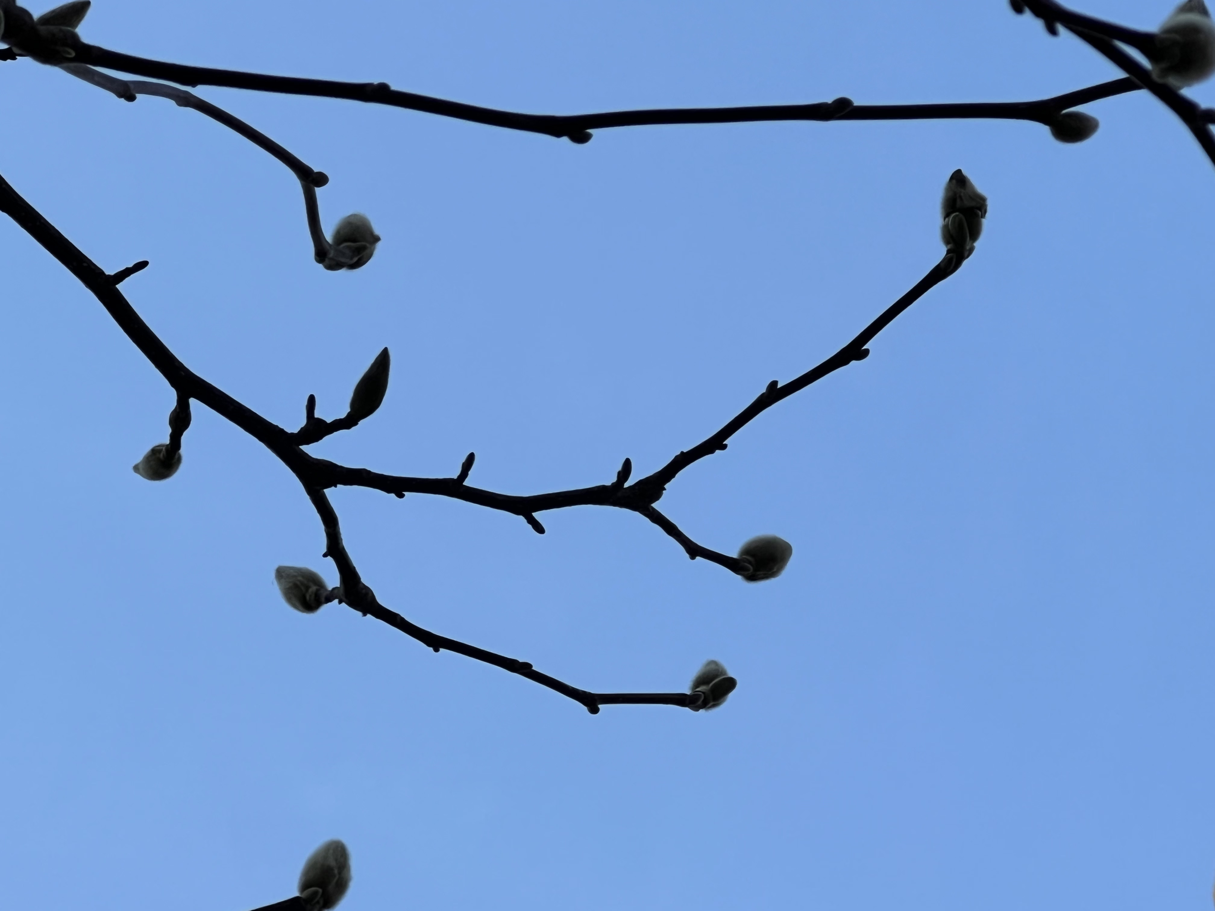Magnolia buds, Jackson Square Park, Greenwich Village, NYC, March 12, 2025