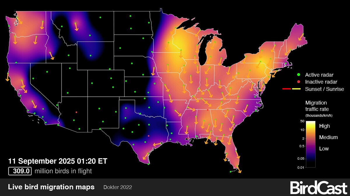 Live Bird Migration Map image, Sept. 11, 2025 / A.M. Dokter, BirdCast, Cornell Lab of Ornithology / Click for more.