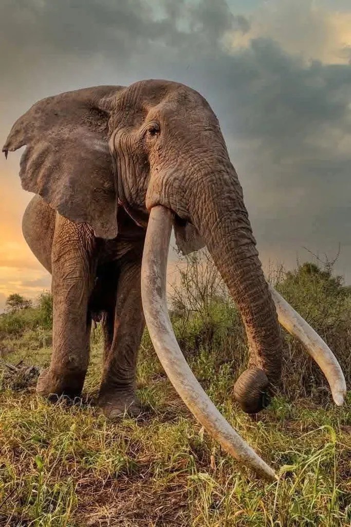 Craig, a super tusker African Elephant, Amboseli National Park, Kenya, undated / Kenya Wildlife Service, AP, Fox 8 Craig, a super tusker African Elephant, Amboseli National Park, Kenya, undated / Kenya Wildlife Service, AP, Fox 8.