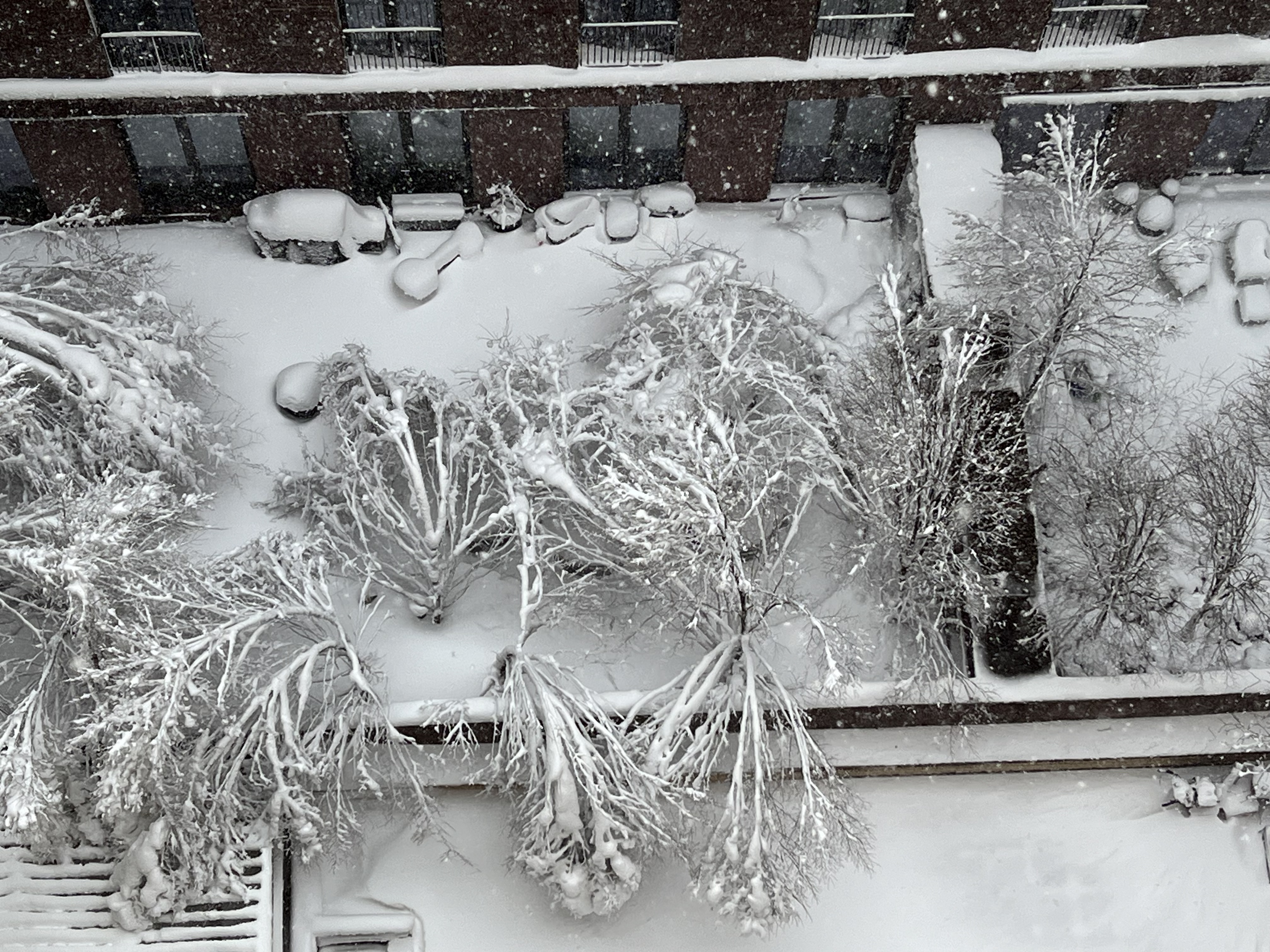 Snowbent treetops in the courtyard below our window, Greenwich Village NYC, 11:20 a.m., Monday February 23, 2026 / Gini Kopecky Wallace