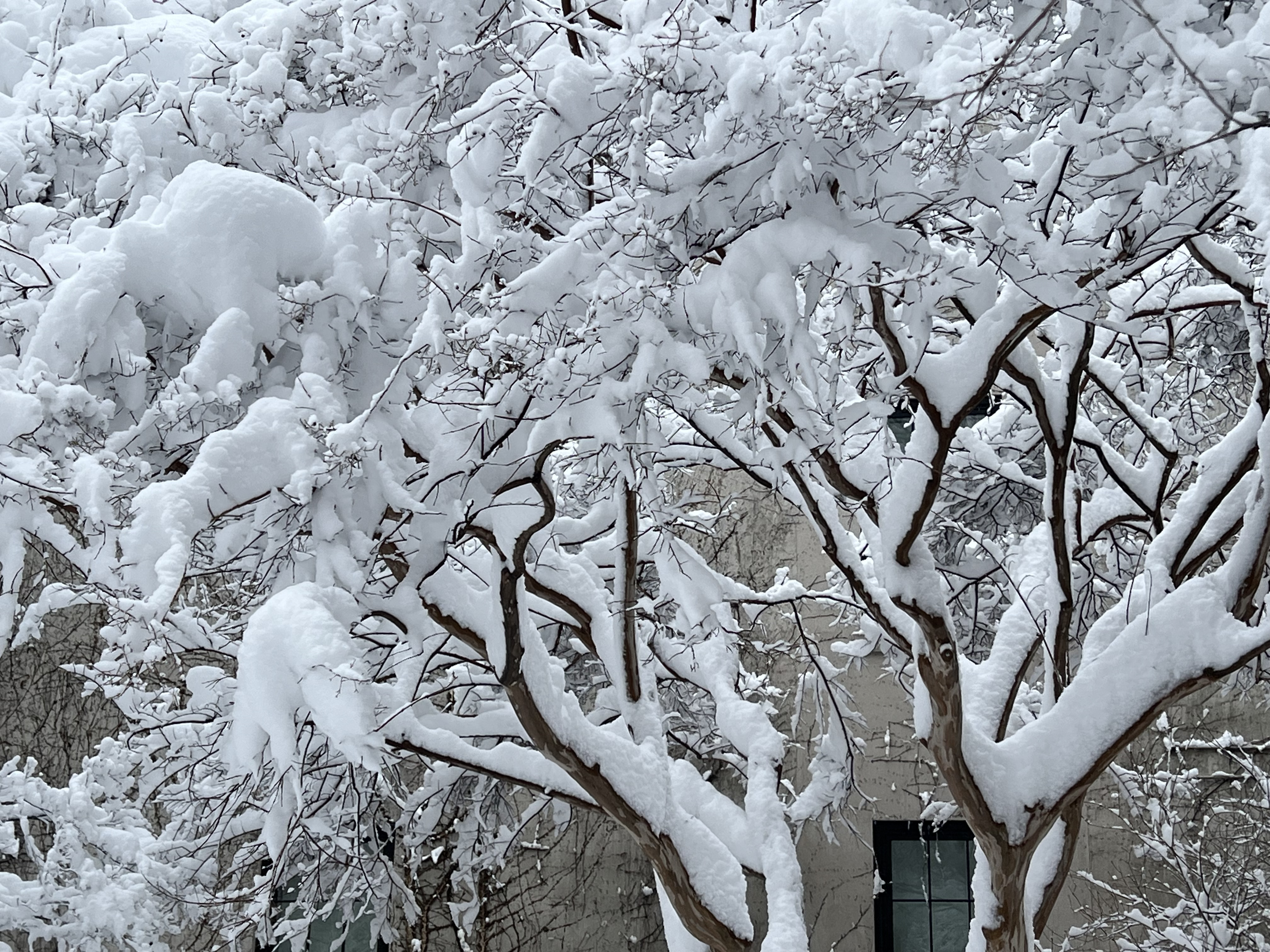 Jane Street Garden, Greenwich Village NYC, 2:04 p.m., Monday, February 23, 2026 / Gini Kopecky Wallace