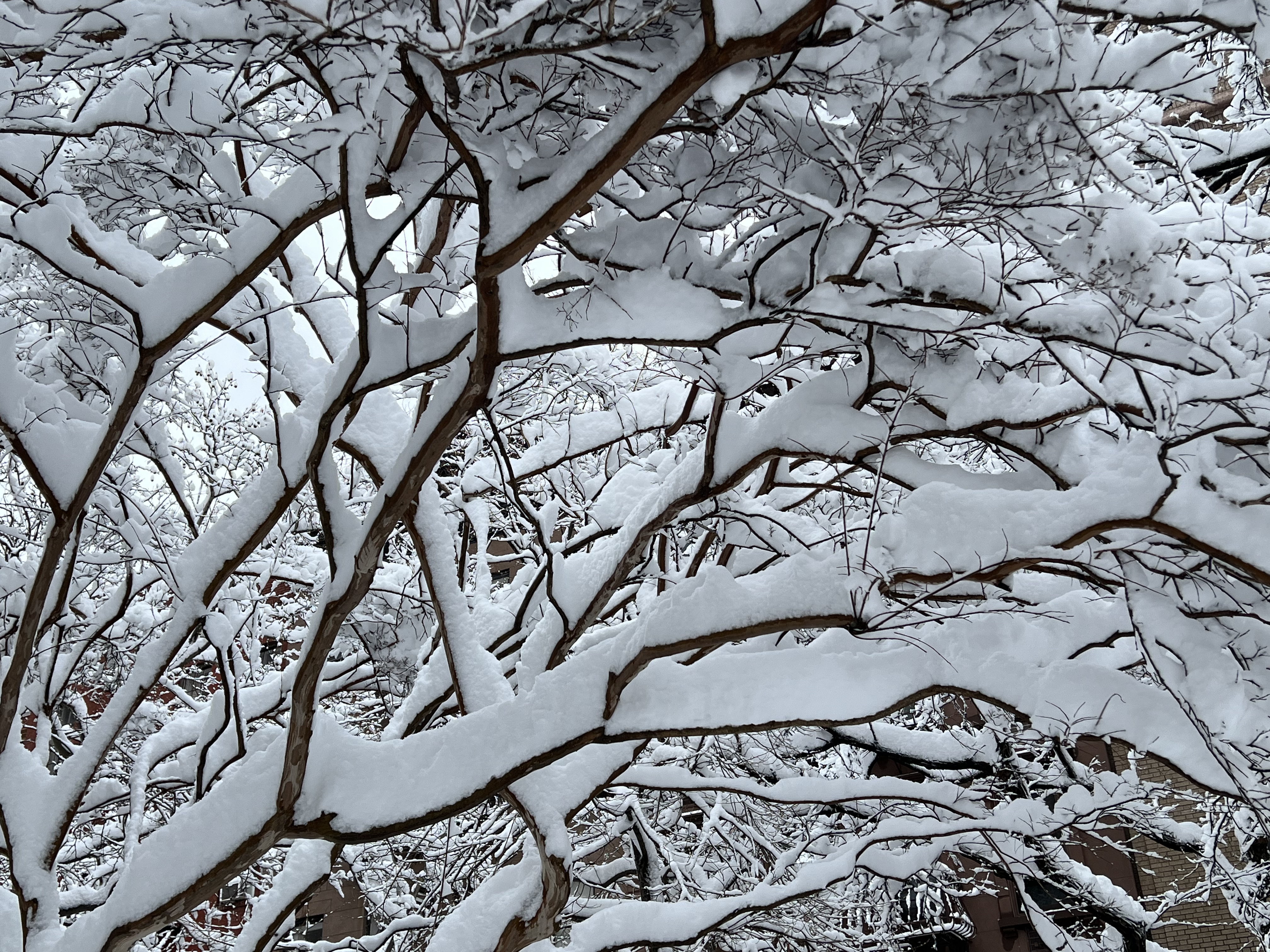 Jane Street Garden, Greenwich Village NYC, 2:04 p.m., Monday, February 23, 2026 / Gini Kopecky Wallace