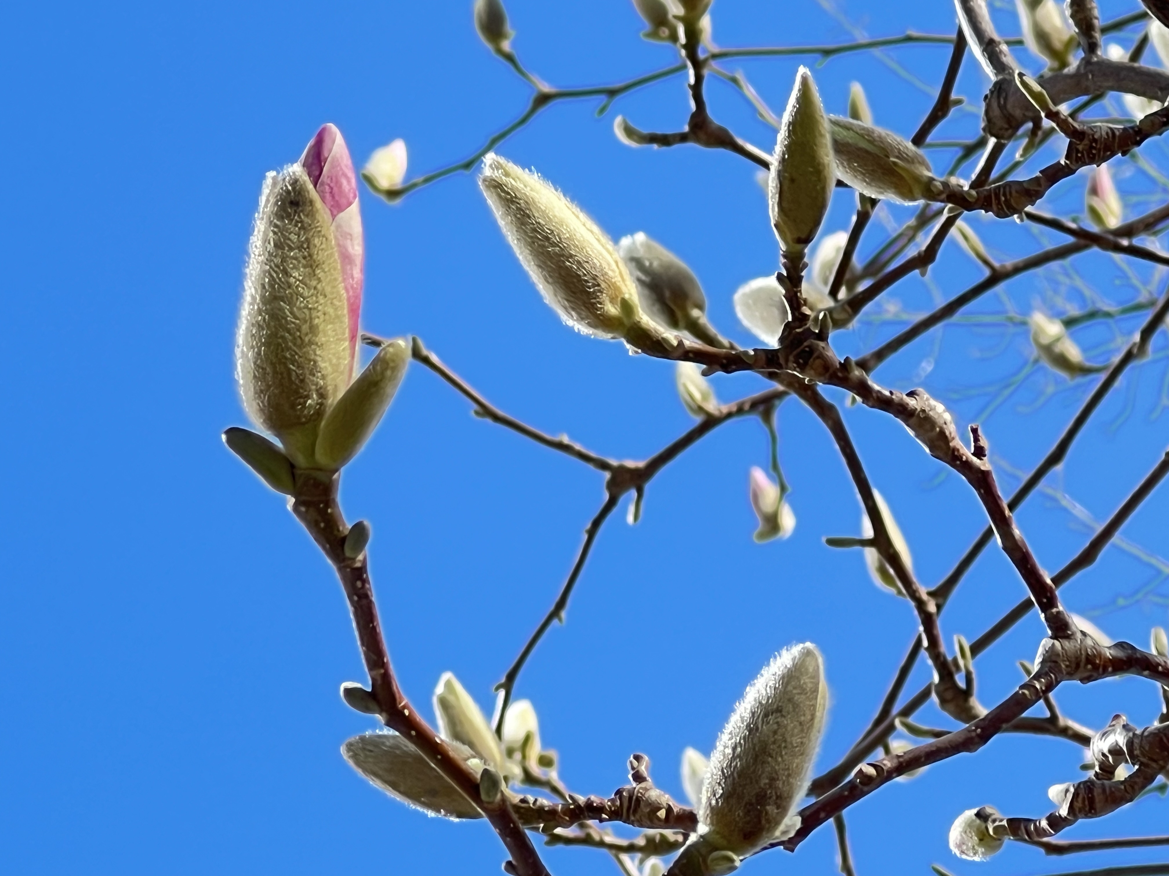 Jackson Square Park, Greenwich Village, NYC, Tuesday, March 24, 2026 Jackson Square Park, Greenwich Village, NYC, Tuesday, March 24, 2026
