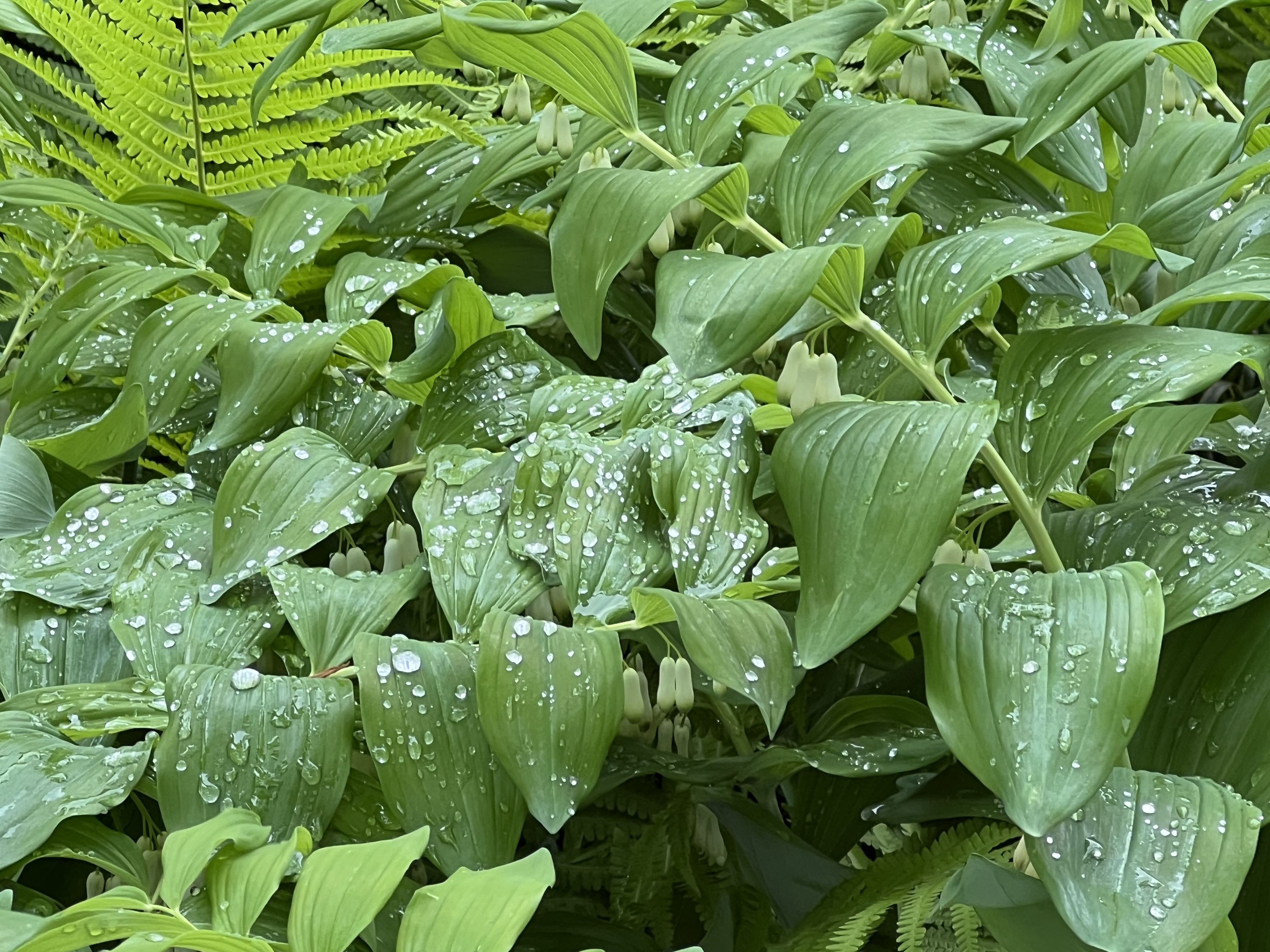 Solomon's Seal, Jefferson Market Garden, Greenwich Village, NYC, Saturday, May 2, 2026