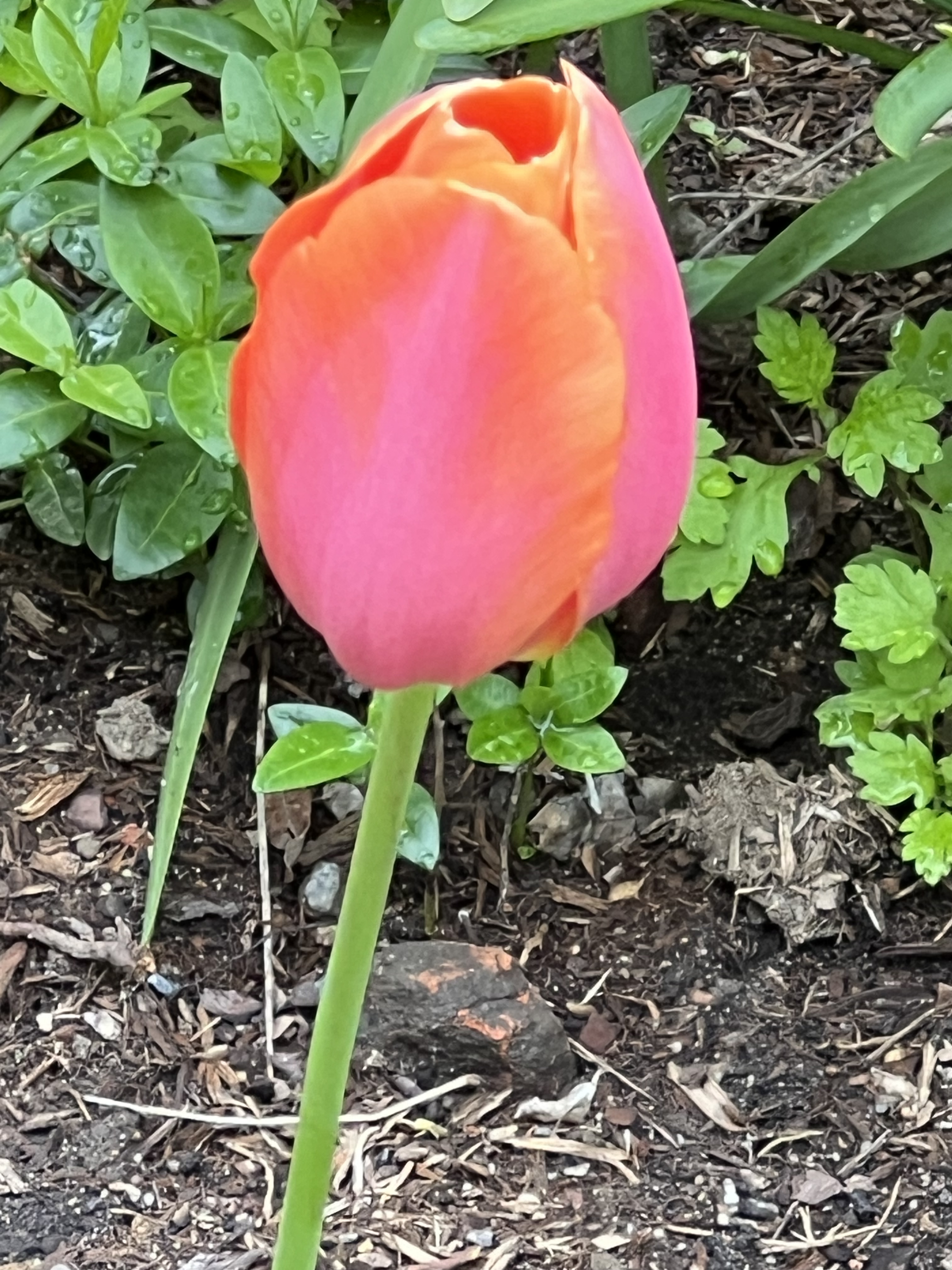 Didier's Tulip, Jefferson Market Garden, Greenwich Village, NYC, Saturday, May 2, 2026