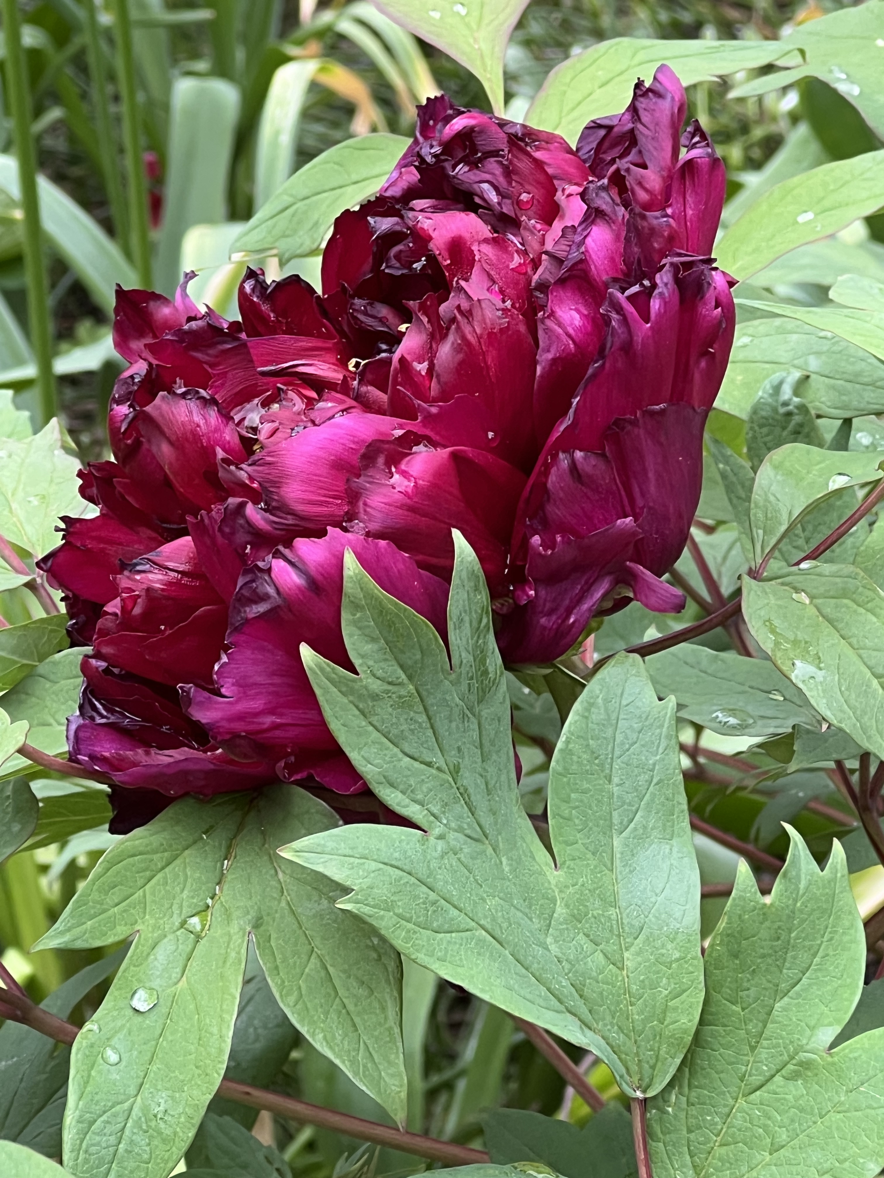 Tree Peony, Jefferson Market Garden, Greenwich Village, NYC, Saturday, May 2, 2026