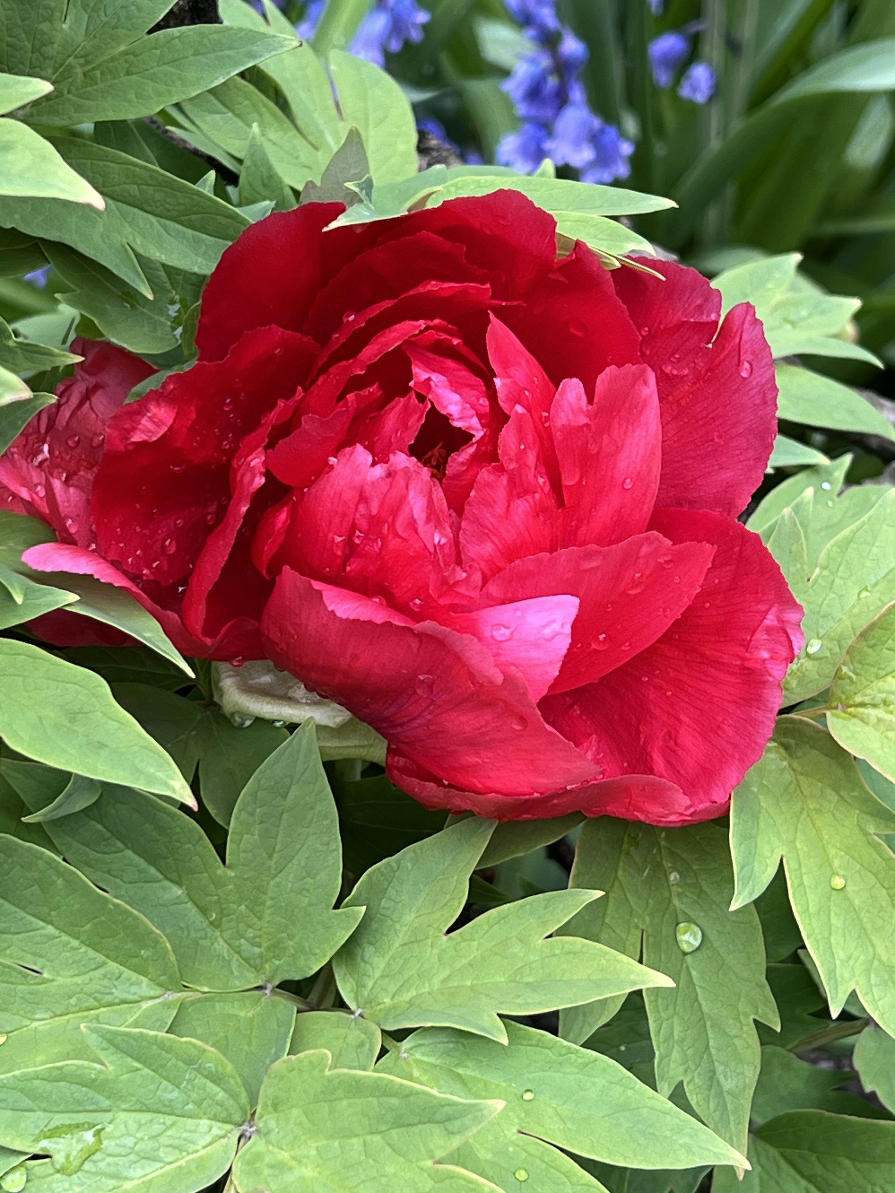 Tree Peony, Jefferson Market Garden, Greenwich Village, NYC, Saturday, May 2, 2026