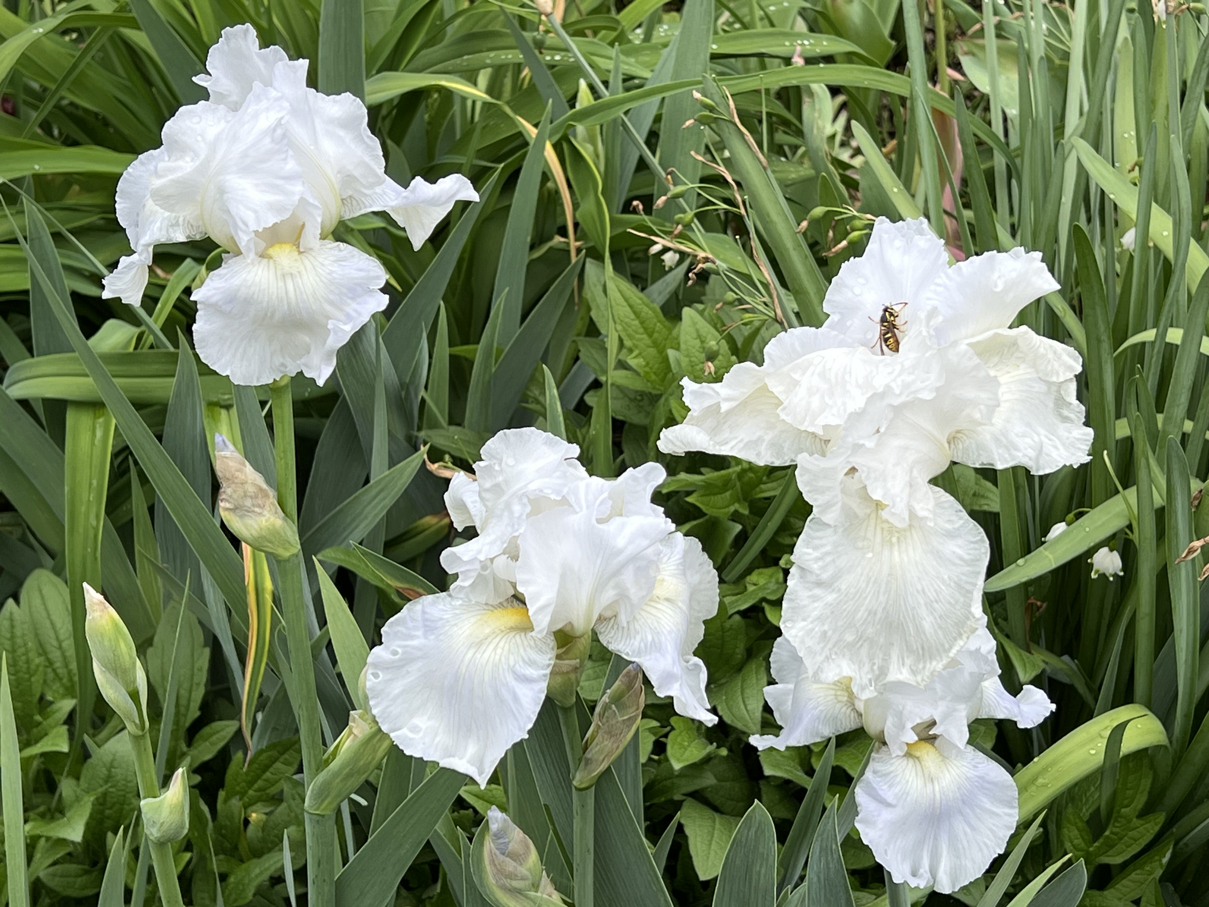 Bearded Iris, Jefferson Market Garden, Greenwich Village, NYC, Saturday, May 2, 2026
