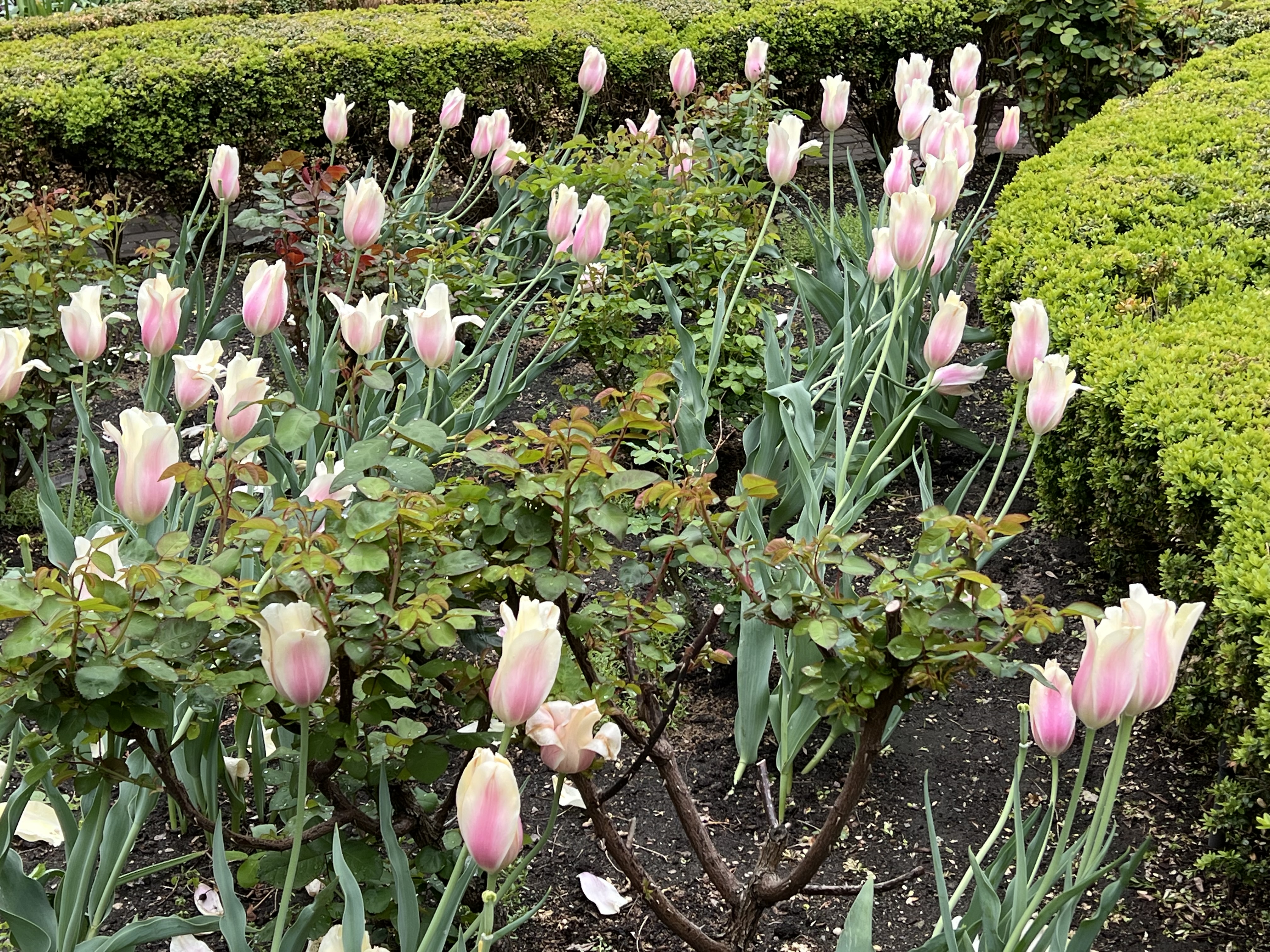 Didier's Tulips, Jefferson Market Garden, Greenwich Village, NYC, Saturday, May 2, 2026