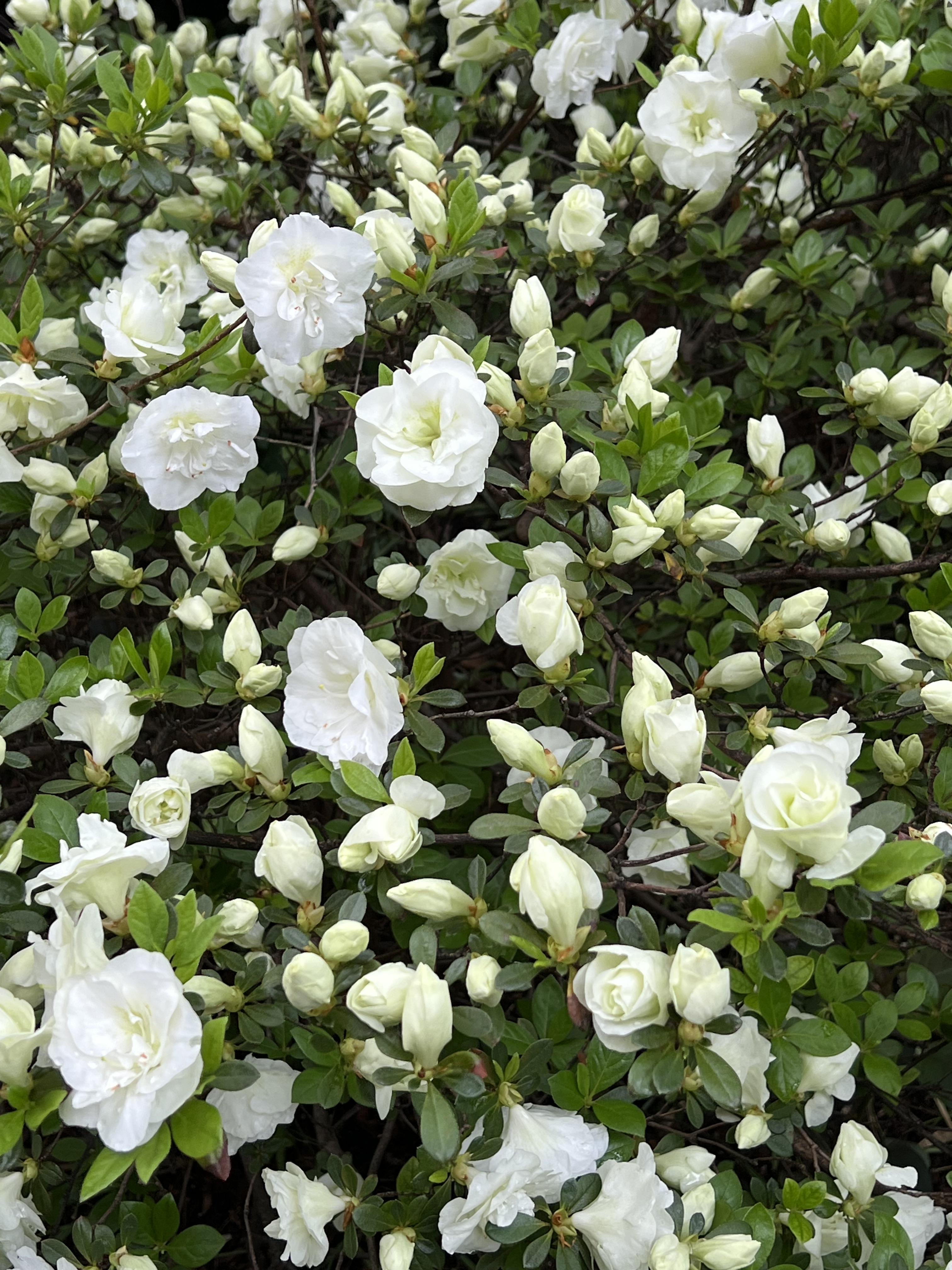 Satsuki Azalea, Jefferson Market Garden, Greenwich Village, NYC, Saturday, May 2, 2026