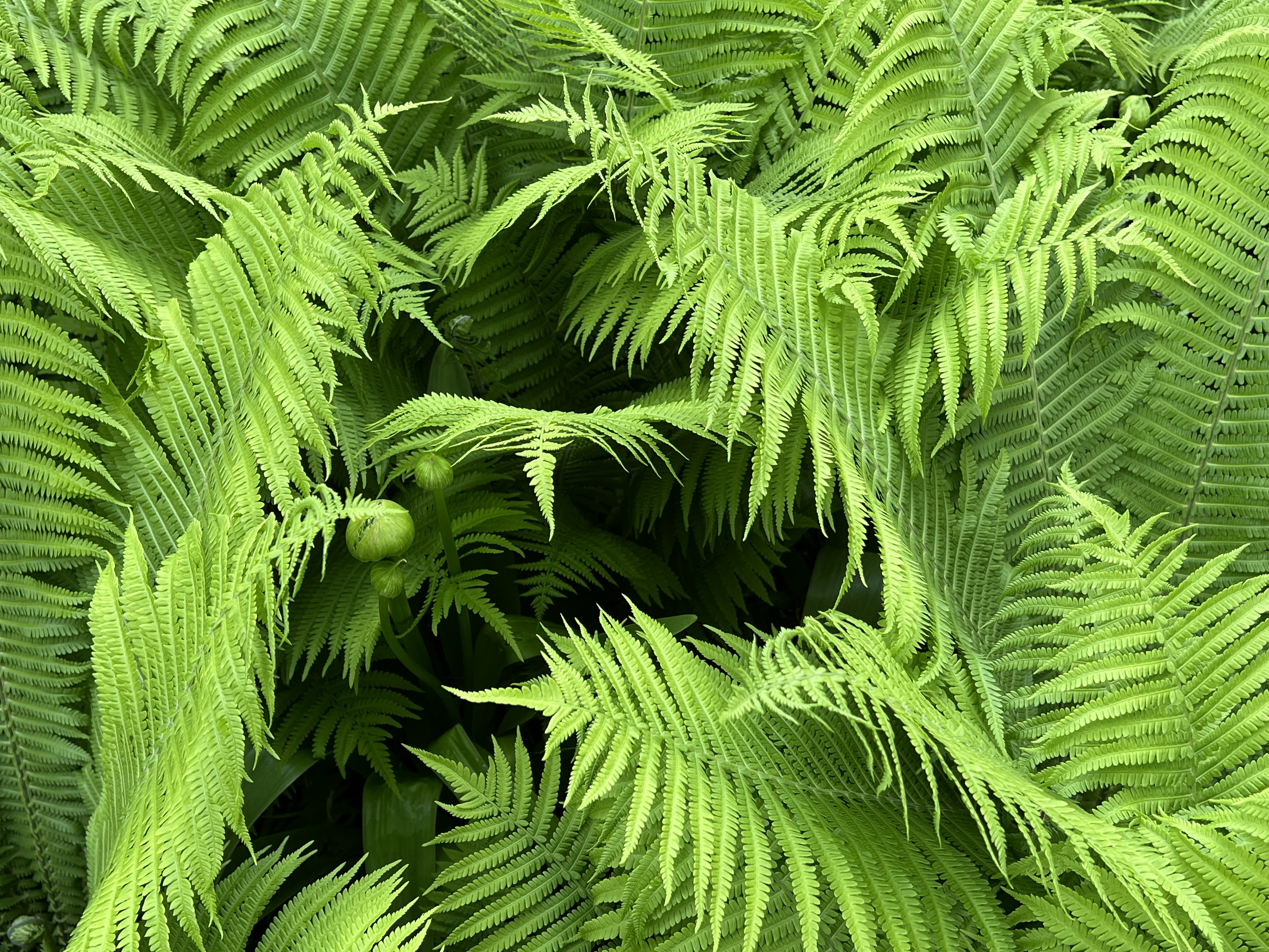 Ostrich Fern, Jefferson Market Garden, Greenwich Village, NYC, Saturday, May 2, 2026