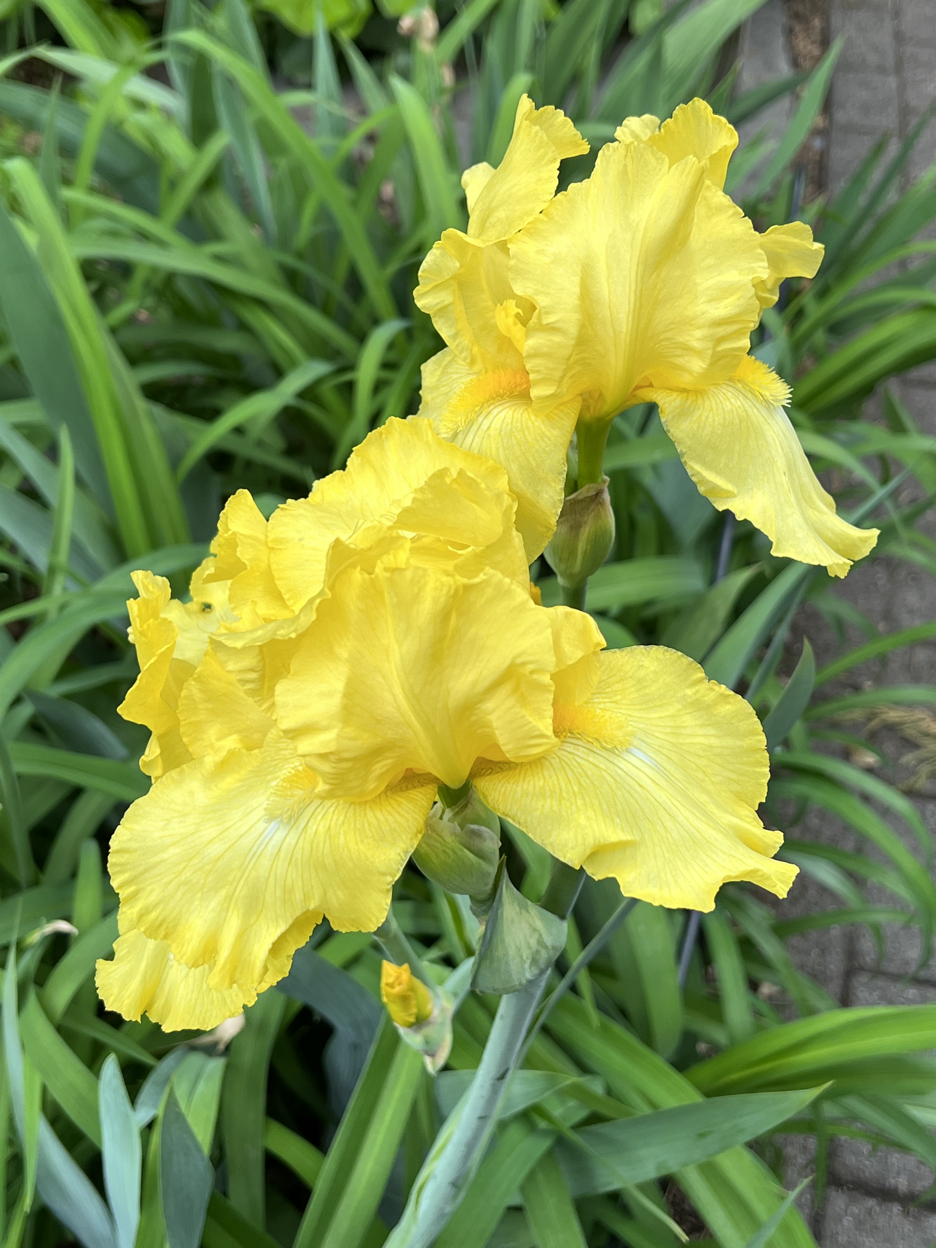 Bearded Iris, Jefferson Market Garden, Greenwich Village, NYC, Saturday, May 2, 2026