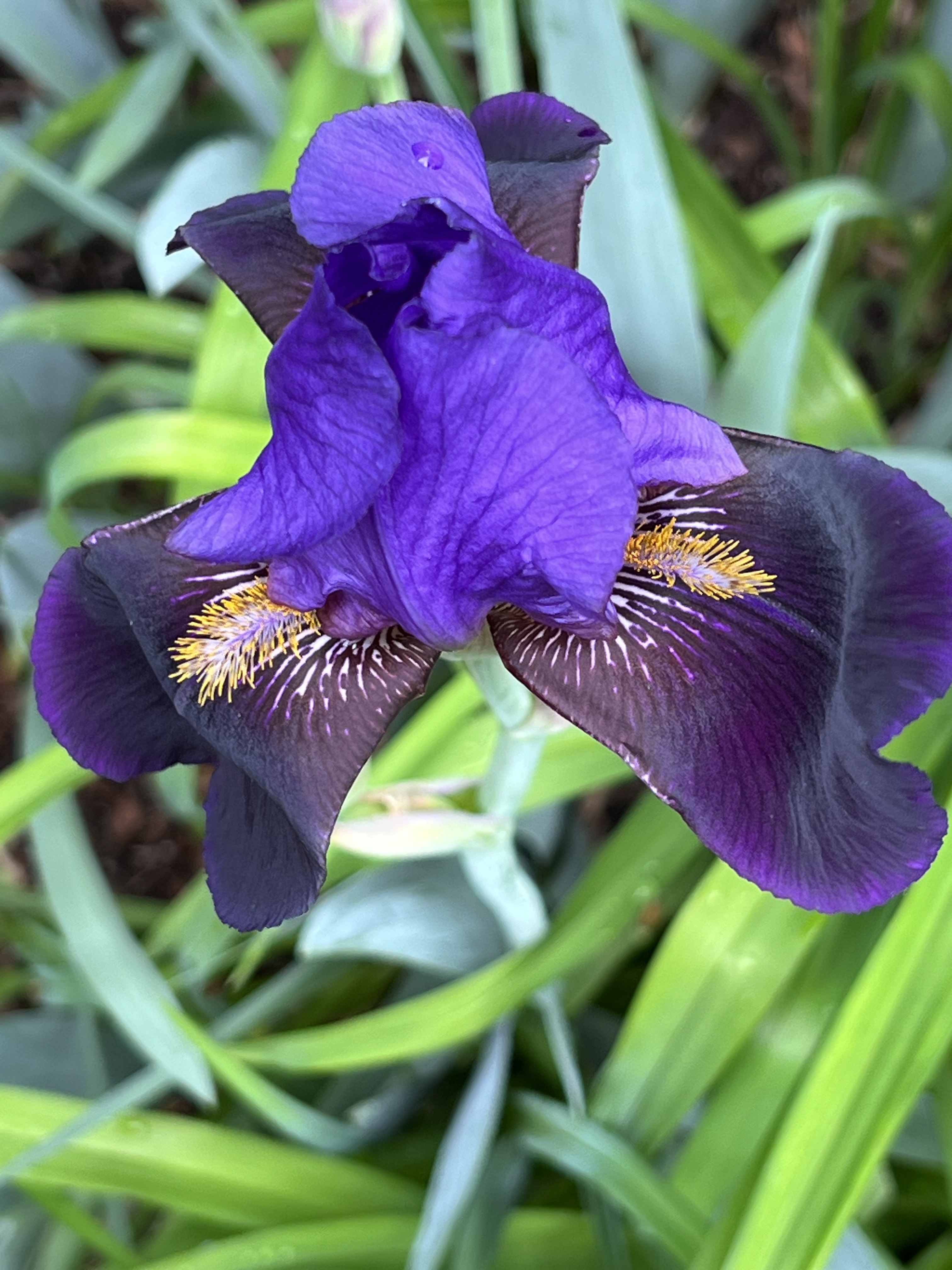 Bearded Iris, Jefferson Market Garden, Greenwich Village, NYC, Saturday, May 2, 2026