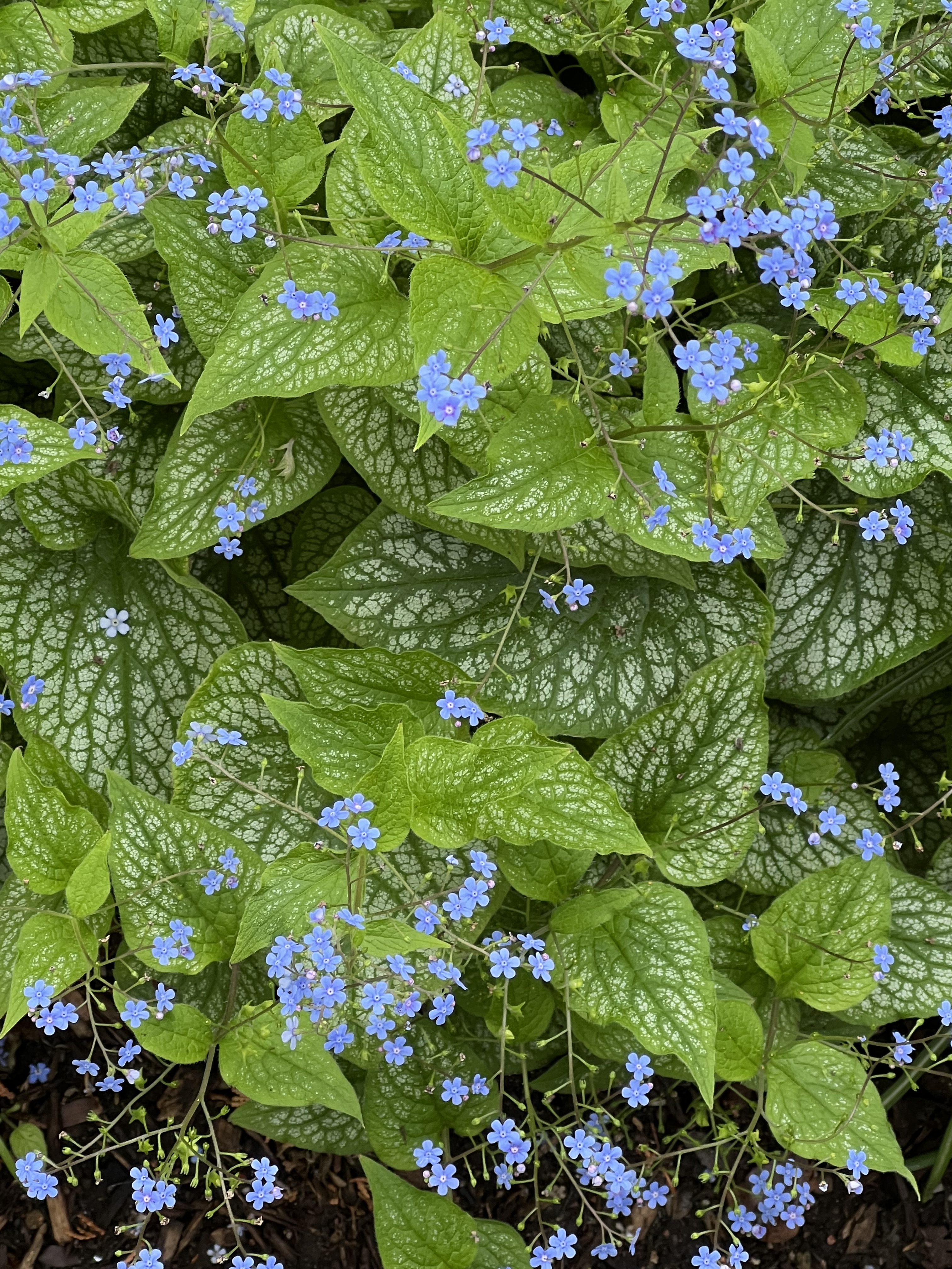 Great Forget-Me-Not, Jefferson Market Garden, Greenwich Village, NYC, Saturday, May 2, 2026